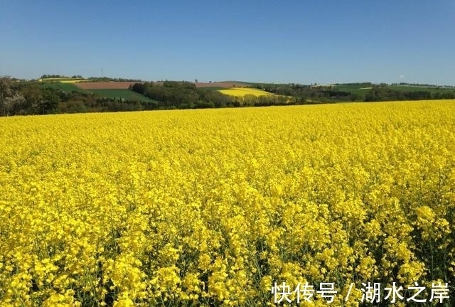 桃花|下周末，爱情茫然，桃花满地，痴情难忘，破镜终会再圆，掌握人生