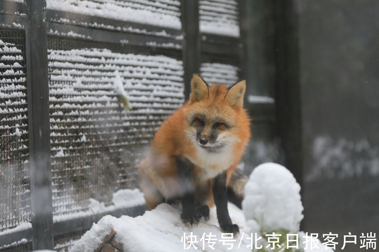 美景|立冬恰逢初雪，北京号带您“云”赏雪后美景