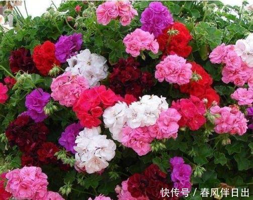 “4种花”好养又漂亮,随便一养成花海,美不胜收,你养了吗