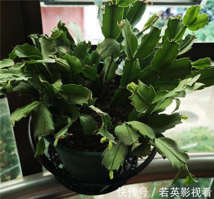 叶片|蟹爪兰度夏后叶片又薄又蔫，3招养厚叶片，秋花砰砰开爆盆！