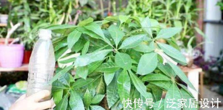 氮肥|这种自制高氮肥，用好了，比淘米水、啤酒水效果好得多