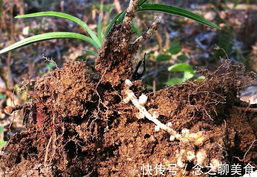 梅雨季节|梅雨季节室外养兰花，如何有效避免烂根？这个技巧值得收藏