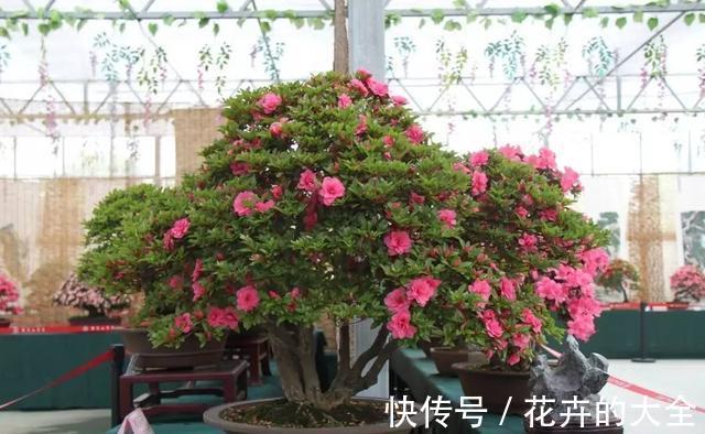 磷酸二氢钾|以下花想要养好难度大,需要熟知它的习性,养护上还要少犯错