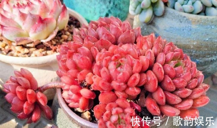 肉友|送朋友多肉又不落俗套?红橙黄绿青蓝紫彩虹系7色多肉了解一下!