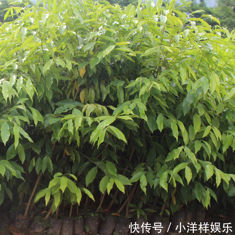 树苗|老大爷偷偷告诉出门见到此树苗，赶紧悄悄带回家，来年大丰收