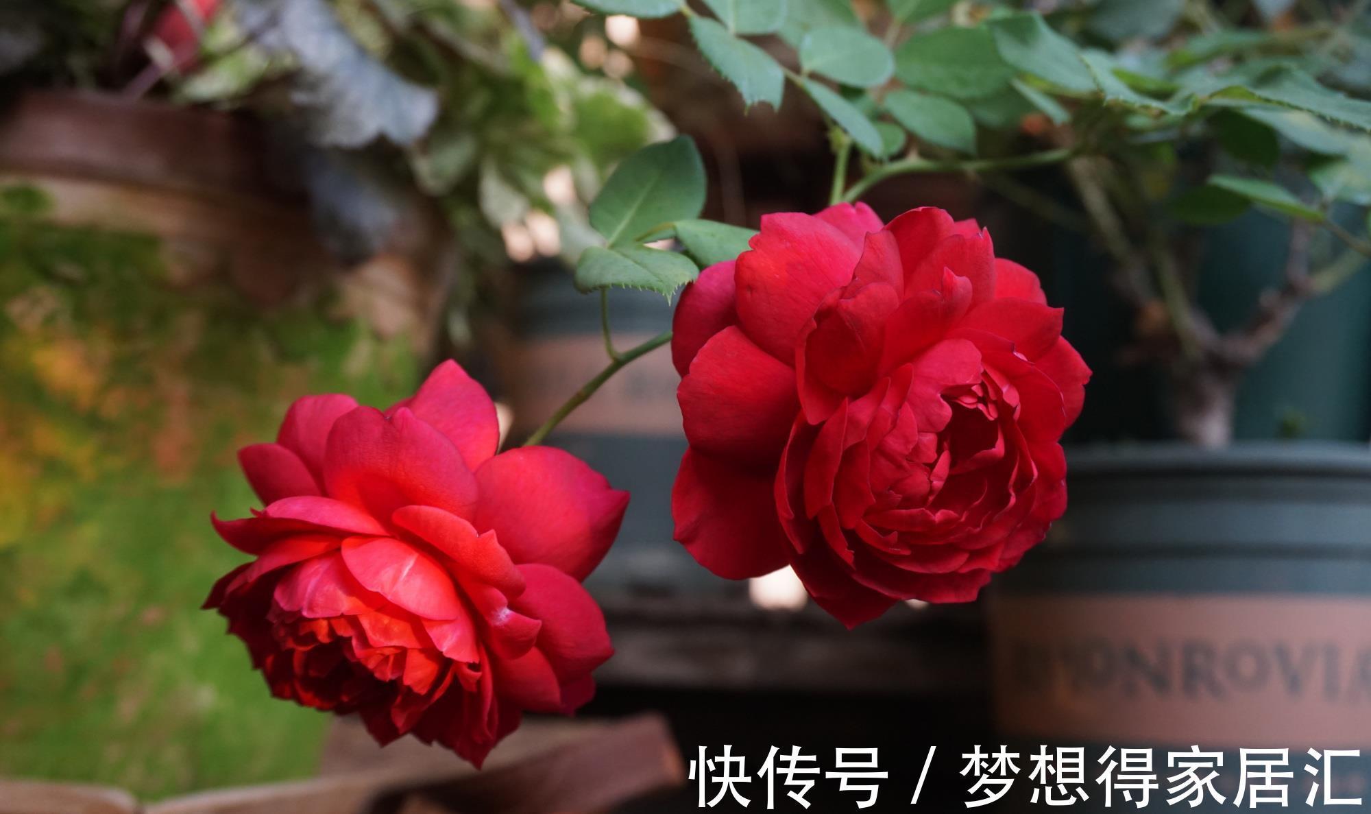 荔枝香|你的阳台还有位置吗?养棵“秋日胭脂”,多季有花看,赏花又闻香