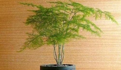 家庭盆栽花草，怕黄叶烂根就喂点药，这些越过期效果越好