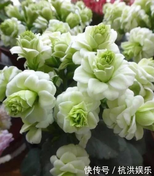 巴黎|最罕见的花卉,花色新奇,好养易活,是一款爆盆神器,值得拥有