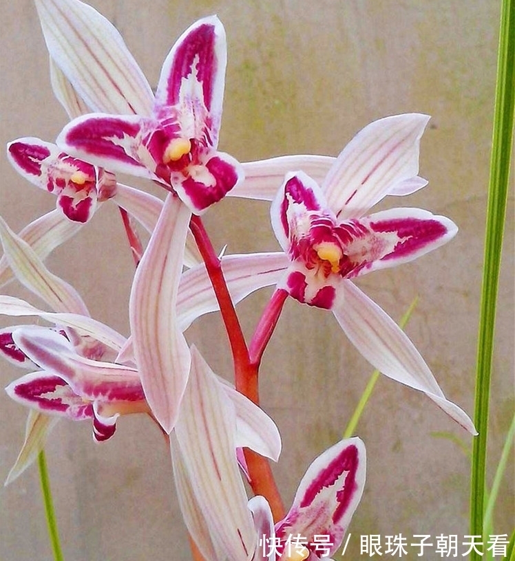 这款奇特兰花，随便一开就值“千金”，贵气又大方，想不高雅都难