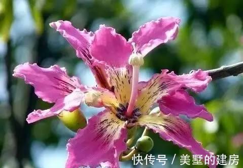 薰衣草|这些植物是蚊虫克星,夏天到了养上一盆,不用买蚊香啦