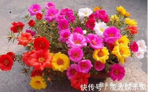 观花期|夏天将至,晒不死花,越晒花越香!4种花爱晒,就像在非洲养过