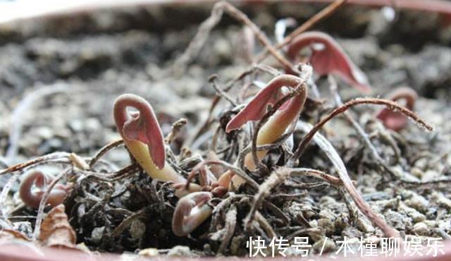 球茎|仙客来花谢了,这样修剪和养护,新叶萌发快,年底又开花