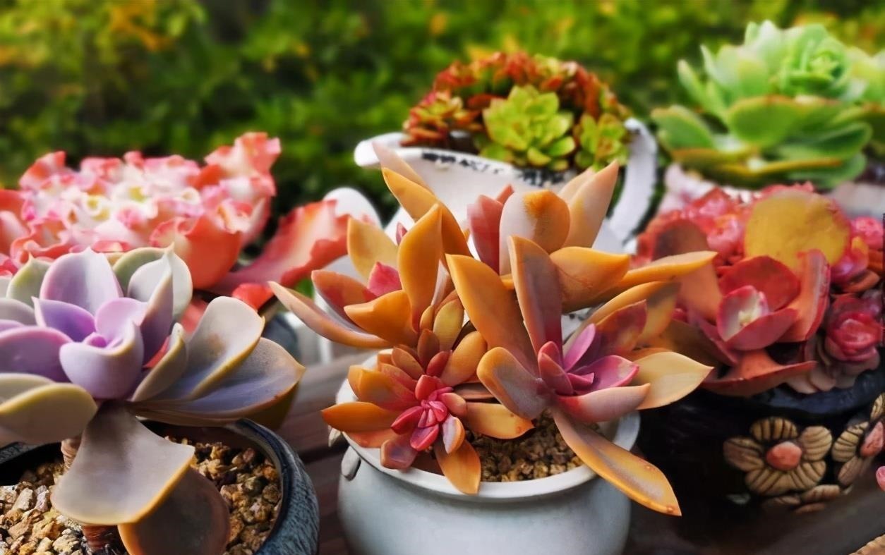 多肉喜“酸”还是喜“碱”?一个配土“小原则”,多肉个个养的棒