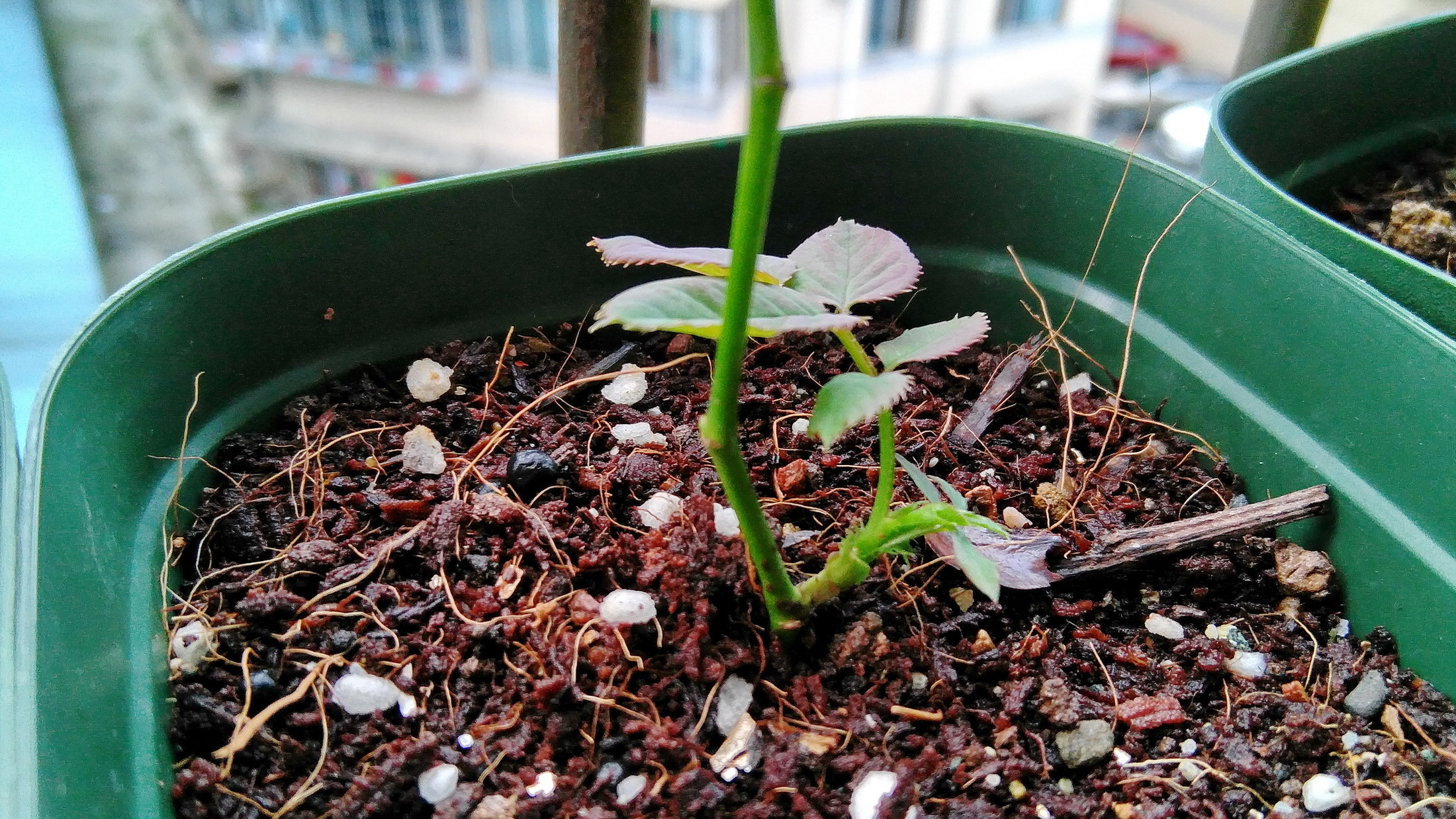 趁这个秋天,在家扦插6种花,一插就能活,一活就爆盆