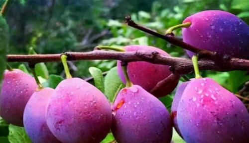 常吃|体重过百想变瘦，常吃3种碱性食物，或许体重往下降