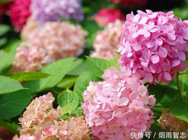 4种花是花中劳模,一年四季开花不断,颜值超高美极了