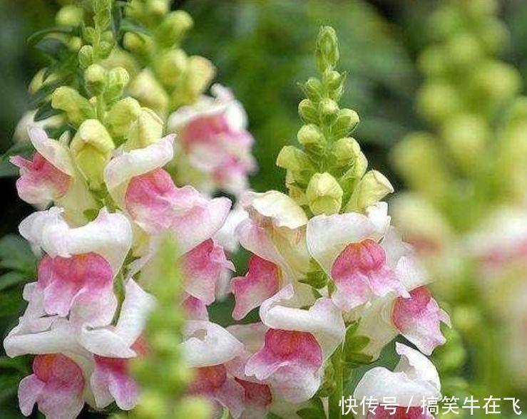 蕙兰蕙兰|几种花卉,花期超长花量大,一年四季花开不停,一盆千百朵