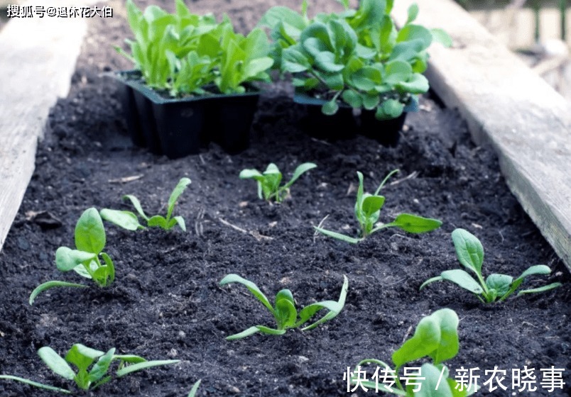 水溶液|此款“多功效”天然肥，有点脏，却备受农民青睐，还不用花钱