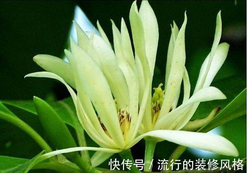庭院|8月17日-9月1日，庭院选这几款花，艳丽的几款花卉，寓意幸福