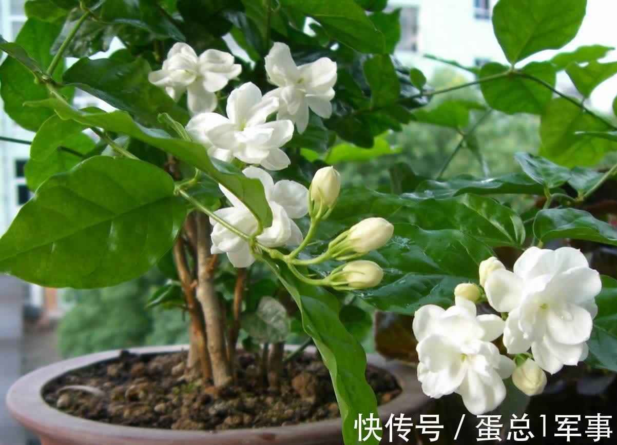 成活率|八九月份,适合扦插“7种花”,成活率高