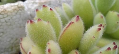 这3种多肉太好养,弄不好就徒长,好好的多肉别养成大葱样