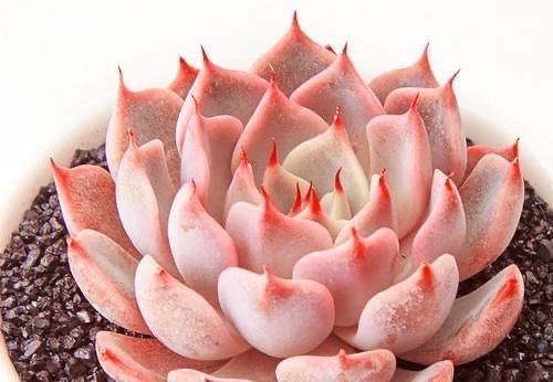 封闭阳台养什么多肉最合适，老花友诚心推荐这12款，省心又漂亮