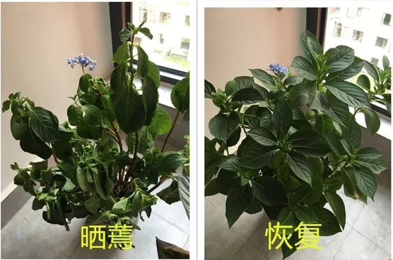 叶片|快住手!这10种植物千万别晒,晒得越多,死得越快!