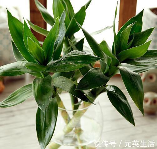 “有灵气”的2种花,寓意“花开富贵”,养1盆,福气越来越旺!