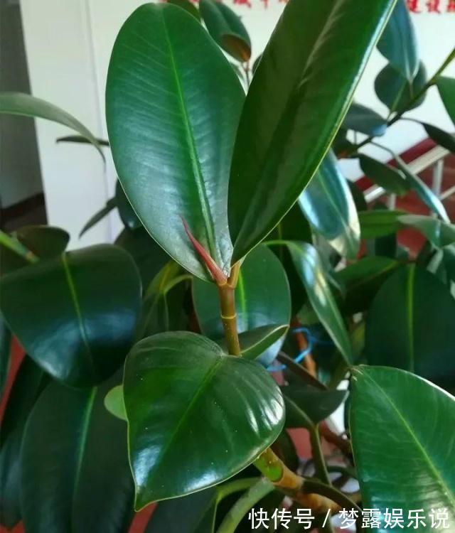 干旱|家里养6种花,把水浇得勤快了,容易烂根、黄叶,需要当心