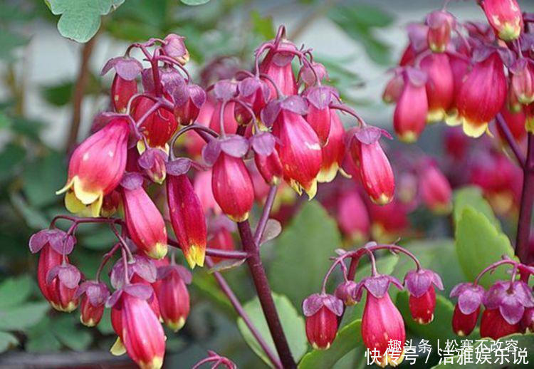 此款花卉,好养易爆盆,比牡丹还漂亮,开花硕大香味浓!