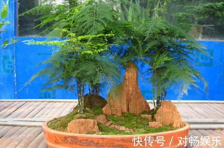 养文竹“浇水”要小心,注意3个小方法,不黄叶、不烂根,蹭蹭长