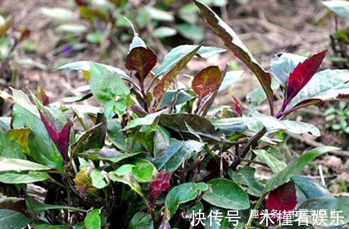 异叶茴芹|女人不想被叫“黄脸婆”,不妨多吃以下3物,美容养颜抗衰老!