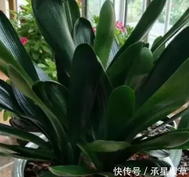 饼肥|养君子兰,盆里放一块“它”,什么肥不用施,长得油绿、花多
