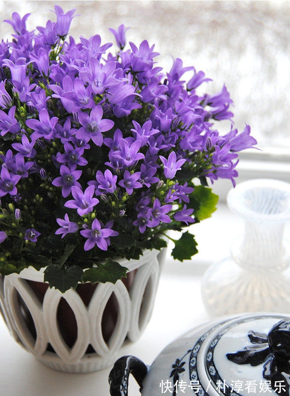 喜欢养玫瑰，那就养“珍稀玫瑰”蕾丝伊甸园，花色浅粉，别致典雅