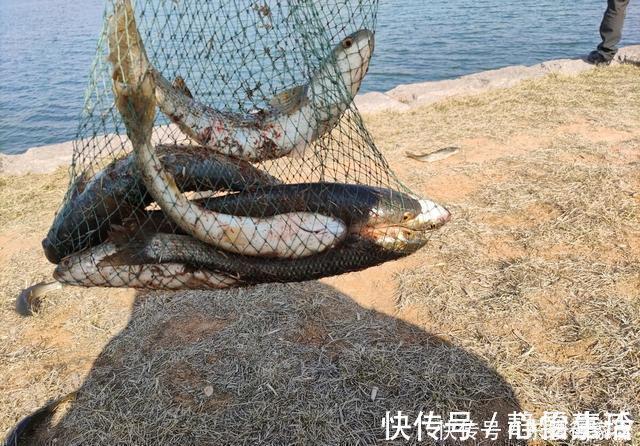 钓友们|钓鱼不用饵，空钩就能钓上几十斤，钓友们说这算不算钓鱼？