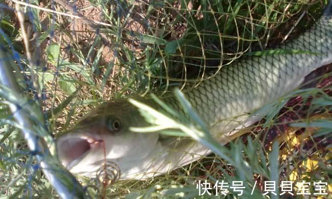 鱼饵|玉米正是鲜嫩的时候也是用来钓草鱼的最佳季节嫩玉米钓草鱼技巧
