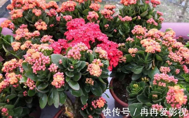 盆栽|长寿花又被称为寿星花、圣诞伽蓝菜!盆栽注意4点,花朵挂满枝