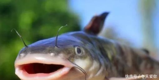 一种钓法“对付”黄颡鱼,百试百灵,越钓越不想收竿