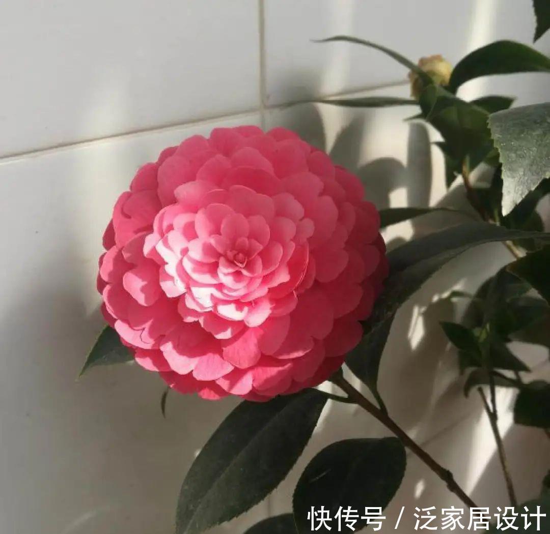 养花技巧:冬天最娇气的9种花,不要随便买,养不活浪费钱