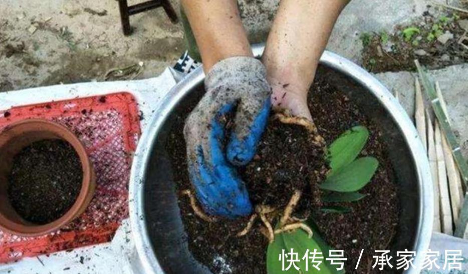 修剪|入秋后,换盆少做1件事,换了也白换,花花一年不长个