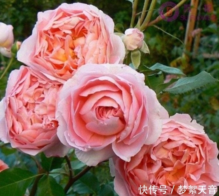 4种富贵花，添福添贵添好运，迷人的花朵，开满整个花盆