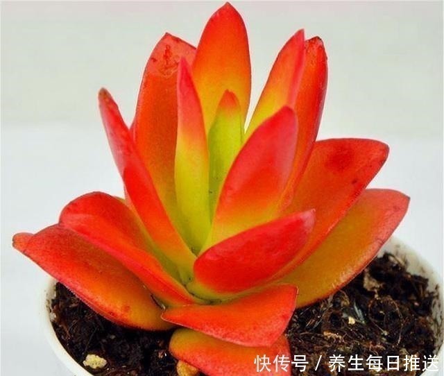 多肉|养多肉火祭,核心就是1个“懒”字,在这3点懒一些,火红喜庆!