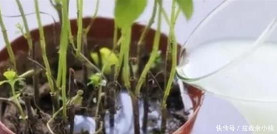 淘米水|淘米水能直接浇花吗?简单一步变废为宝,将其变成养花的绝佳肥料