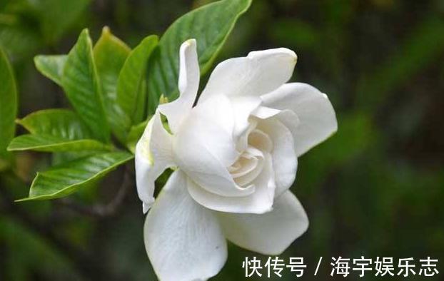 花苞|栀子花花期养护你知道吗这几点很重要,否则容易造成花苞脱落