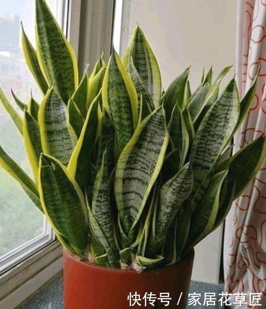 侧芽|虎皮兰不够油绿，不长侧芽？其实只需注意3个要点，想养不好都难