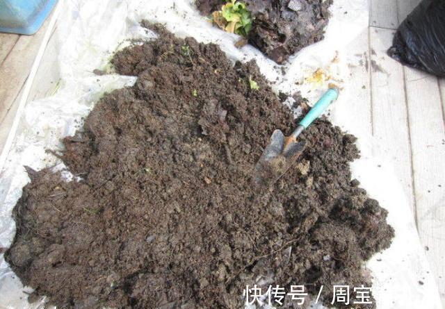 效果|养花换盆的旧土别扔简单2步旧土变新土养花效果嗷嗷的