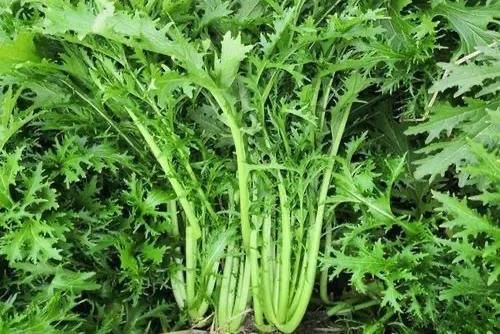 雪里红怎么腌制不变色？