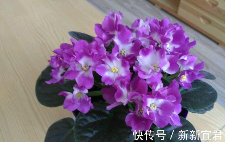 矢车菊|聪明人都养4种花,财源滚滚来,招财又开运,你养了吗?