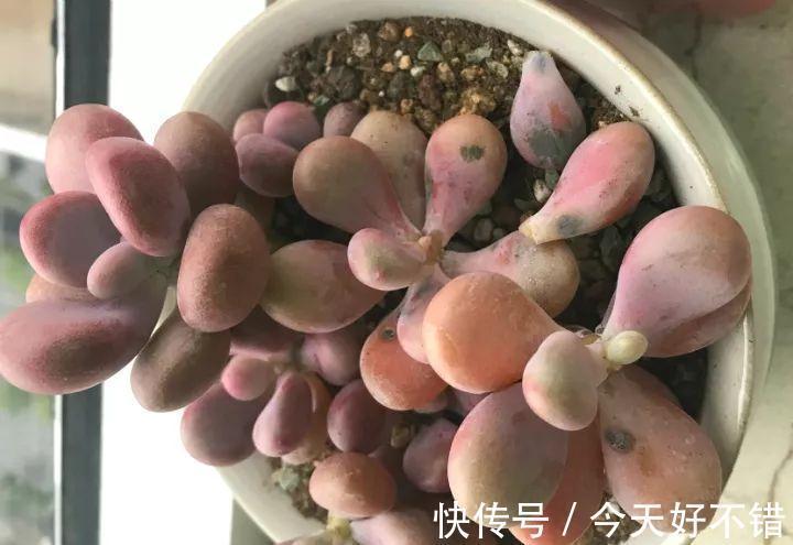 天冷了,多肉的6个求救信号,再不明白活不过冬天