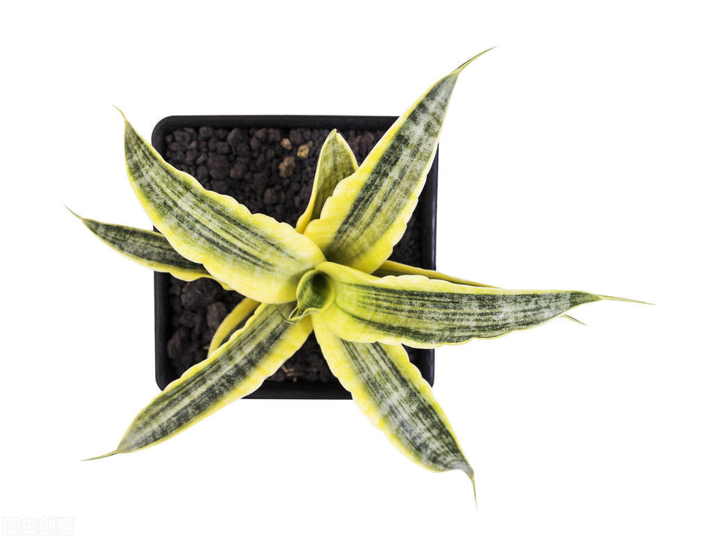 浇水|养虎皮兰,用6个简单的小技巧,1年能长2米高,开花满盆